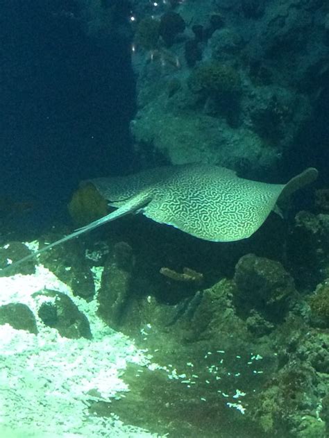 Leopard whipray | Marine life, Sealife, Leopard