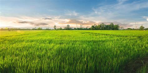 Landscape of rice and rice seed in the farm with beautiful blue sky 3334410 Stock Photo at Vecteezy