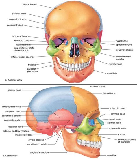 Bone Facial Anatomy | all things medical | Pinterest