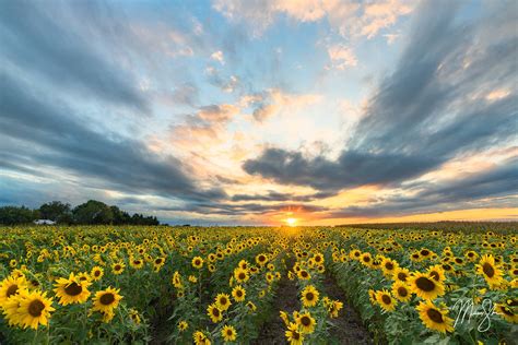 The Best Kansas Sunflower Fields – Mickey Shannon Photography