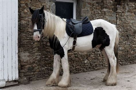 Get To Know Gypsy Vanners: Breed and Price Guide - A-Z Animals