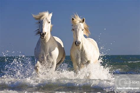 Camargue horses running in water | Stock Photo