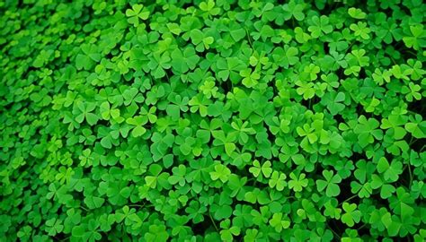 Marsilea Crenata: Care Guide for Aquatic Plants