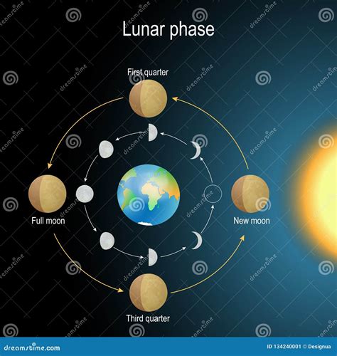 Lunar Phase. Phase of the Moon Stock Vector - Illustration of ...