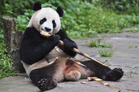 Bear Necessities: Scientists Explain How Pandas Survive Eating Just Bamboo - NBC News