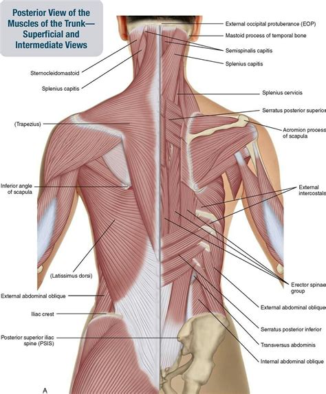 Superficial & Deep Posterior Trunk | Body anatomy, Muscle anatomy, Body muscle anatomy