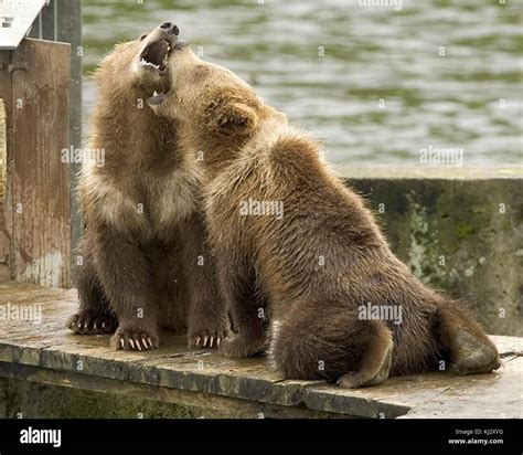 Grizzly bear cubs Stock Photo - Alamy