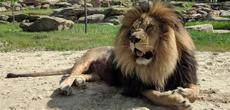 ‘Barbary lion reintroduction in north Africa is possible but needs long-term plans’