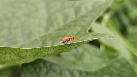 a red pumpkin beetle on an edge green leaf with a blurry background. 35779095 Stock Photo at ...