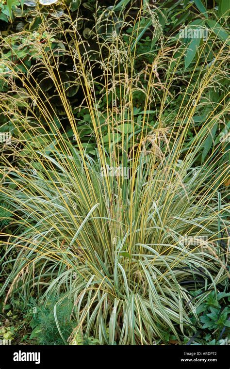 Molinia caerulea variegata hi-res stock photography and images - Alamy