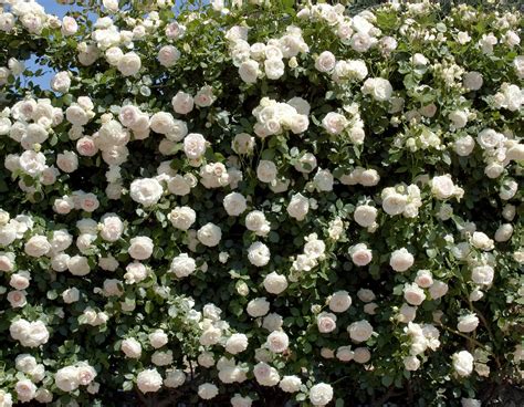 White Meidiland® - Star® Roses and Plants