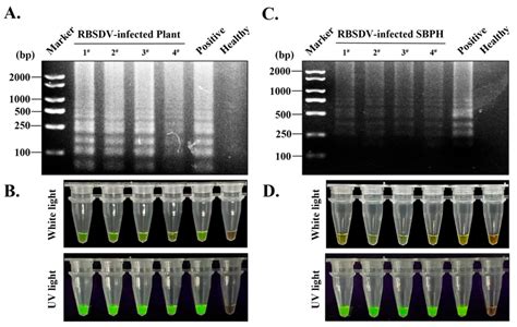 Application of the developed S-RT-LAMP detection methods in the... | Download Scientific Diagram