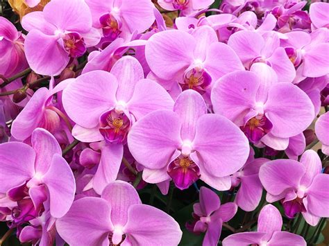 Aquarius Birth Flower: Orchid - Bouqs Blog