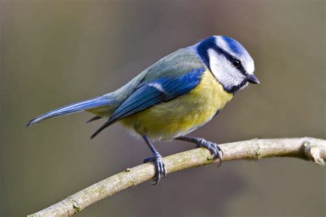 PETER'S PORTFOLIO..............Bird & Wildlife Photography: Blue Tit