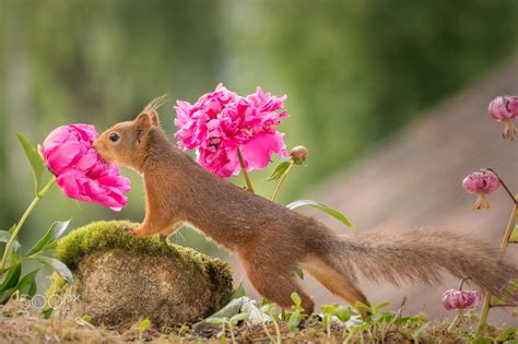 flowers smelling | Smelling flowers, Flower wallpaper, Flowers