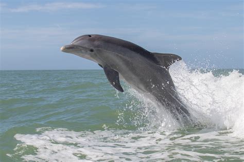 Common Bottlenose Dolphin Facts: Habitat, Diet, Conservation & More