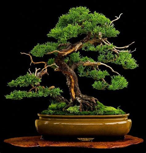 Best Bonsai Tree Care Indoor in the world Learn more here | bonsaiify