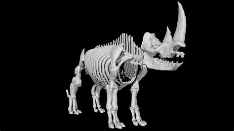 Rhino skeleton 3d model Rigged and low poly - Team 3d Yard