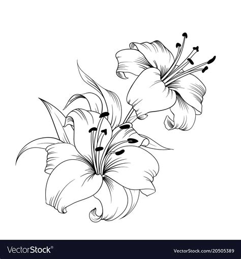 The blooming lily vector image on | Lilies drawing, Lily tattoo design, Flower drawing