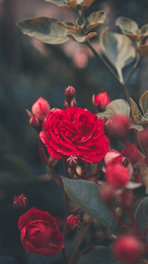 🔥 Download Red Rose Garden Aesthetic Background iPhone Redrose by ...