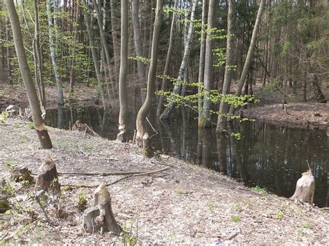 Forest Poland Beavers - Free photo on Pixabay - Pixabay