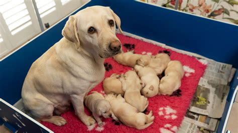 Sylvia delivers next generation of guide dogs - BBC News