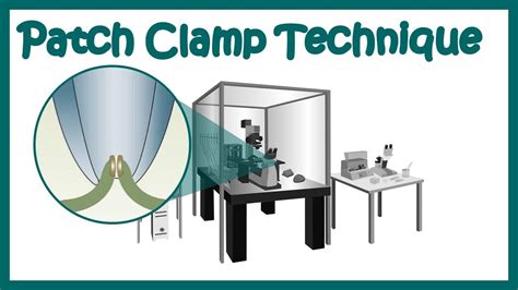 Patch clamp | Electrophysiology | Patch clamp method | Voltage clamp ...