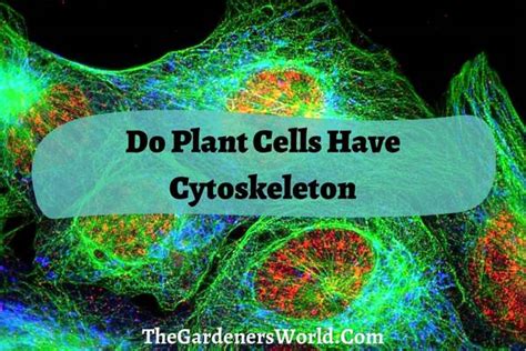 Do Plant Cells Have Cytoskeleton? Functions & Structure - The Gardeners World