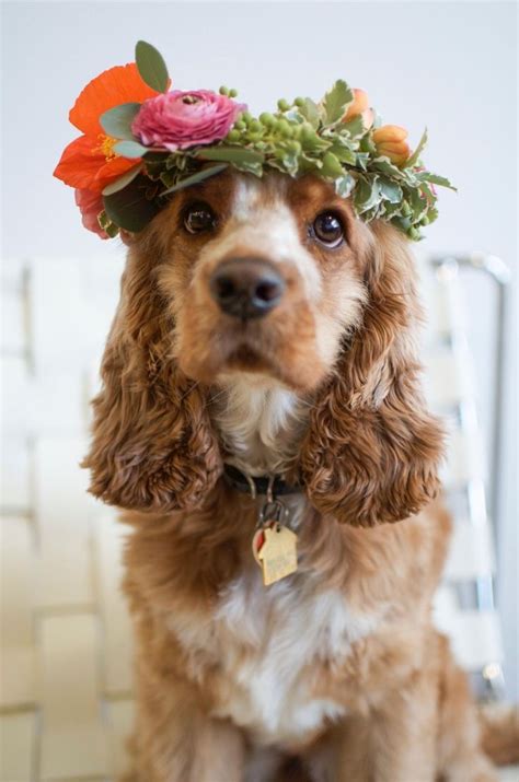 💐Flowers💐 | Dogs, Beautiful dogs, Cute dogs