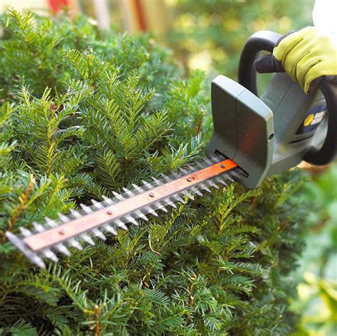 How to Prune Evergreens | Better Homes & Gardens