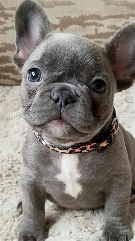 Sweet blue French Bulldog puppy. Like the leopard collar on her coloring. # ...