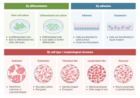 Cell Culture Classification | BioRender Science Templates