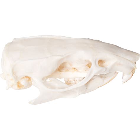 Rat Skull (Rattus rattus), Specimen - 1021038 - T300271 - Rodents ...