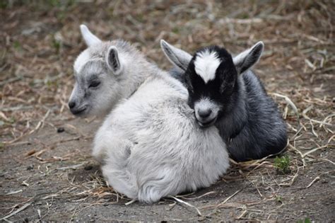 Goat Facts: Offspring