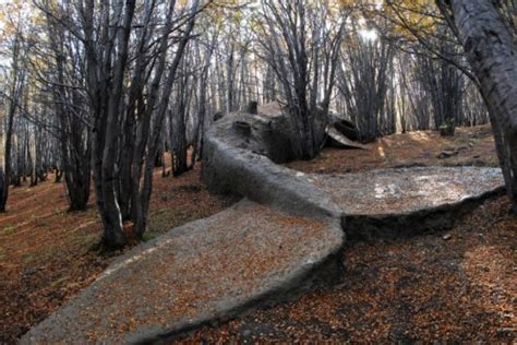 A Beached Whale in the Forest - Neatorama