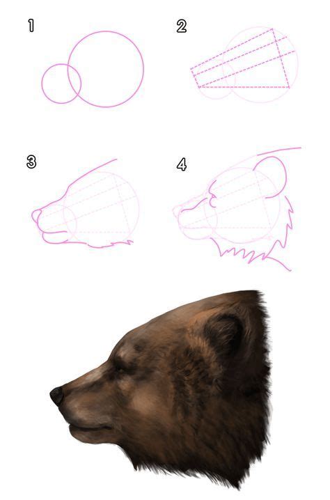 howtodrawbears-3-1-grizzly-brown-bear-head | Animal drawings, Bear ...