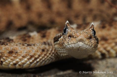 Crotalus cerastes cercobombus portraits