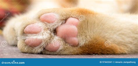 Paws cat close-up stock image. Image of baby, kitten - 97443341