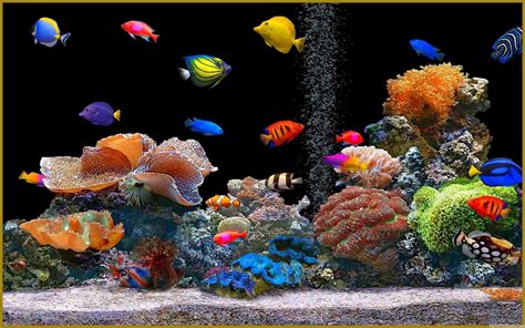 Aquarium Desktop Wallpapers - Top Free Aquarium Desktop Backgrounds ...