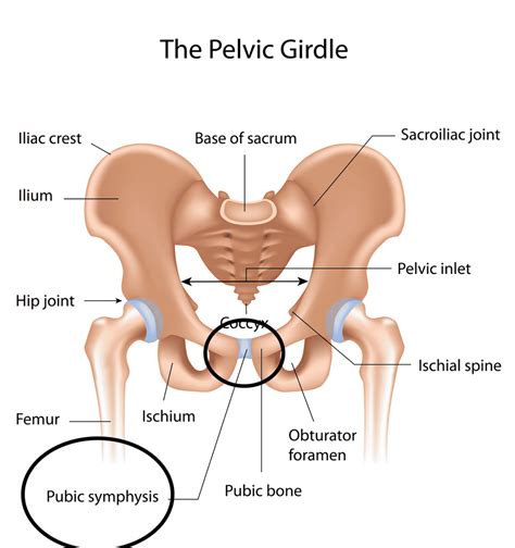 Pelvic Girdle Pain (Pelvic Pain); What is it? And how can you Prevent or Improve it? - Maternix