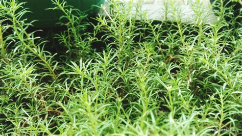 Rosemary Is Best Propagated With Cuttings From Healthy Shoots In Late Summer | Horticulture Magazine