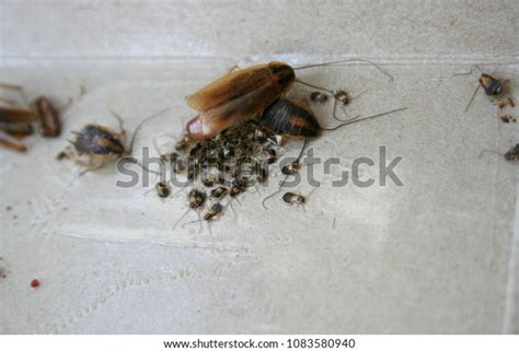 80 German Roaches Eggs Stock Photos, Images & Photography | Shutterstock