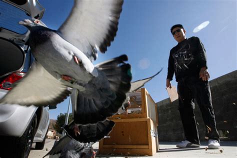 Road Training and Racing Pigeons – Feed and Medication Program for Young Birds in Training ...