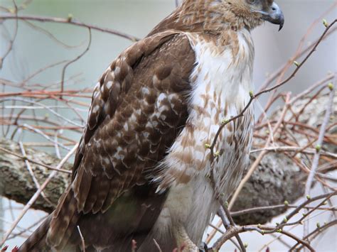 Hawk hunting | Smithsonian Photo Contest | Smithsonian Magazine