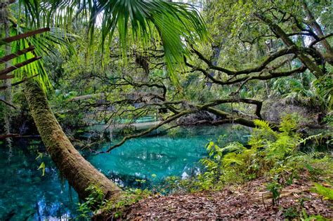 10 Prettiest Natural Springs Near Jacksonville - Florida Trippers