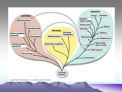 Bacterial taxonomy