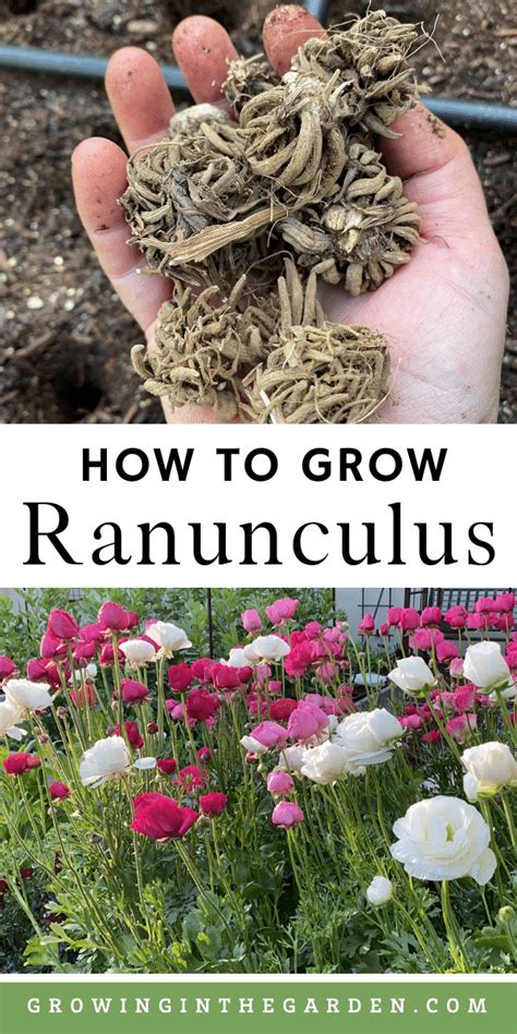 How to Grow Ranunculus | Ranunculus garden, Garden bulbs, Cut flower farm