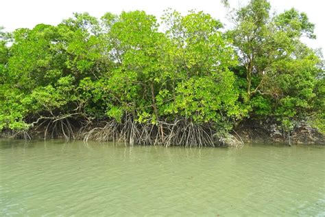 8 Most Beautiful Mangrove Forests in India You Have To Explore