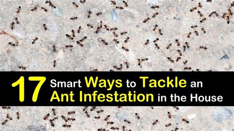 17 Smart Ways to Tackle an Ant Infestation in the House