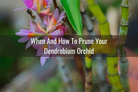 How To Prune A Dendrobium Orchid - Everyday Orchids